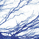 The Bony King Of Nowhere - Silent days (LP) - Discords.nl