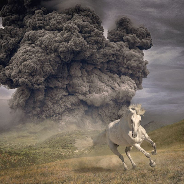 The White Buffalo - Year of the dark horse (CD) - Discords.nl