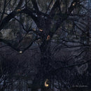 Trelldom - ...by the shadows... (CD)