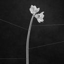 Trentemøller - Dreamweaver (LP) - Discords.nl