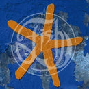 Fish - 13th Star (CD) - Discords.nl