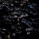 Michael Vallera - Vivid flu (CD) - Discords.nl