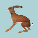 Vashti Bunyan - Lookaftering ' expanded edition (CD)