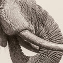White Elephant - World elephant day (LP) - Discords.nl