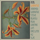 Xylitol - Blumenfantasie (LP) - Discords.nl