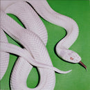 Deftones - Private Music (LP) - Discords.nl