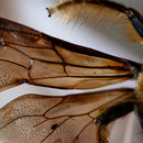 Innerwoud - Dran (LP) - Discords.nl