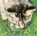 Saint Etienne - Foxbase Alpha (CD Tweedehands)