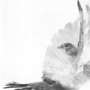 Common Linnets, The - The Common Linnets (CD) - Discords.nl