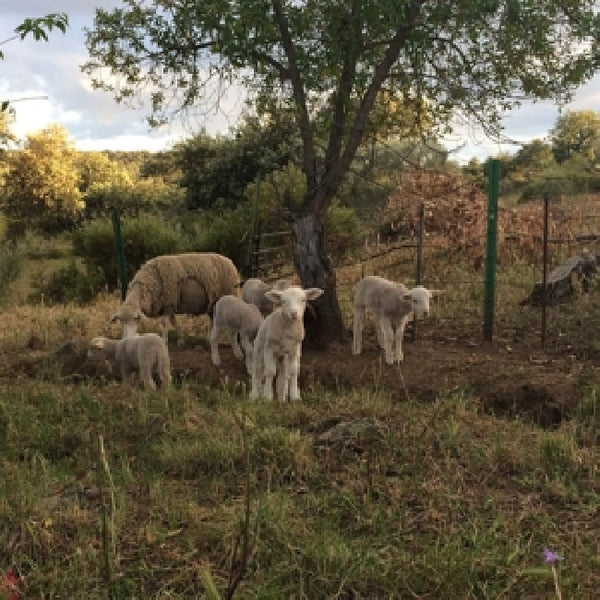 Josephine Foster - No harm done (LP) - Discords.nl