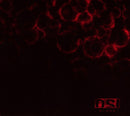 OSI - Blood (CD Tweedehands)