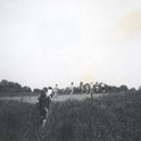 Innocence Mission, The - Small Planes (LP) - Discords.nl