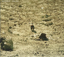 Ben Howard (2) : Noonday Dream (CD, Album)