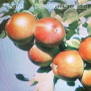 TVAM - Psychic Data (LP) - Discords.nl