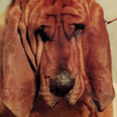 Ty Segall - Goodbye bread (LP) - Discords.nl